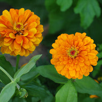 Zinnia  orange - Oranje Zinnia - Balkon- en terrasbloemen