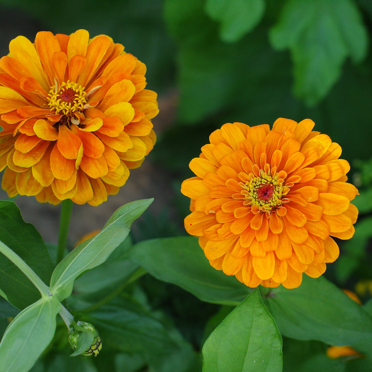 Zinnia  orange - Oranje Zinnia - Balkon- en terrasbloemen