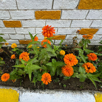 Oranje Zinnia - Zinnia  orange - Bakker