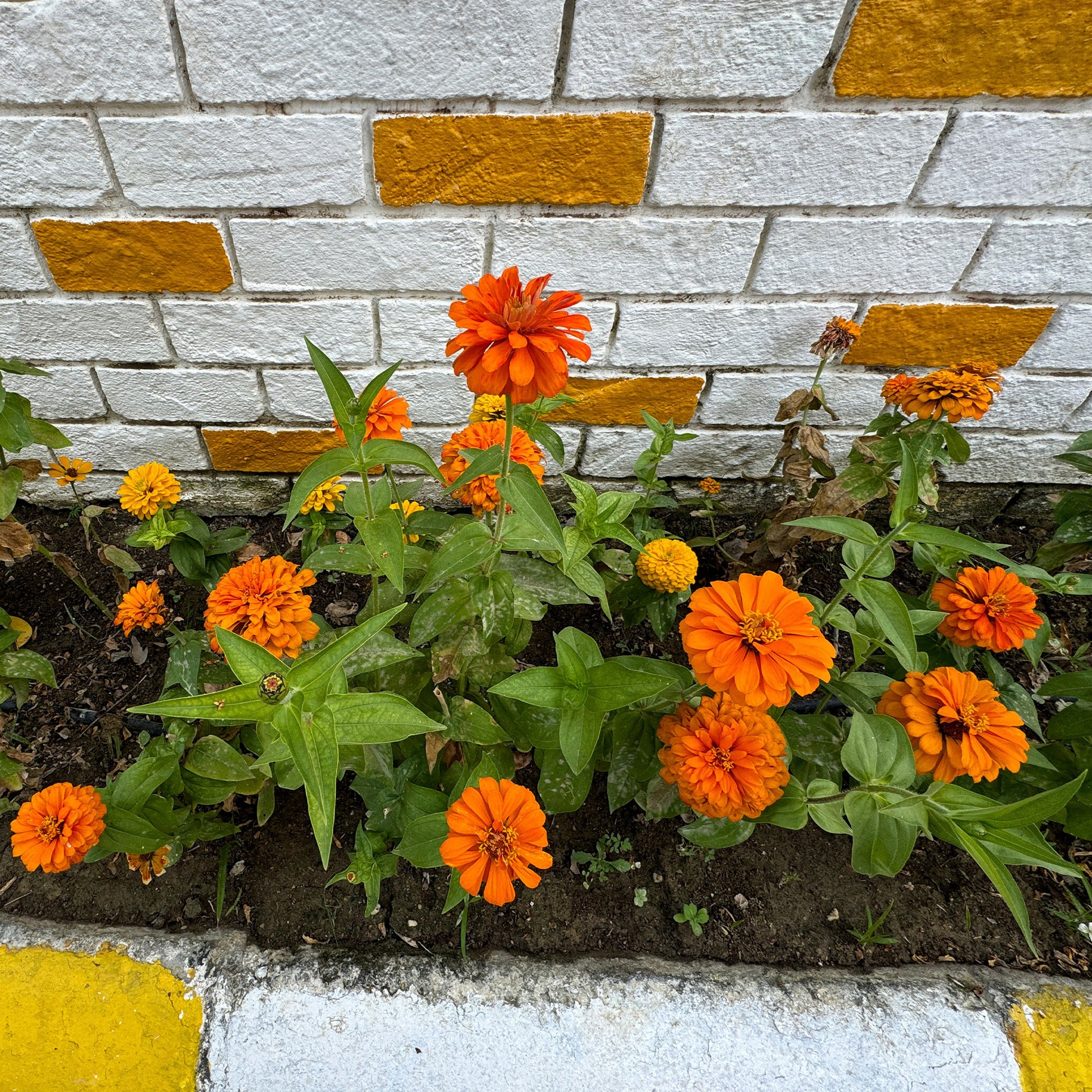 Oranje Zinnia - Zinnia  orange - Bakker