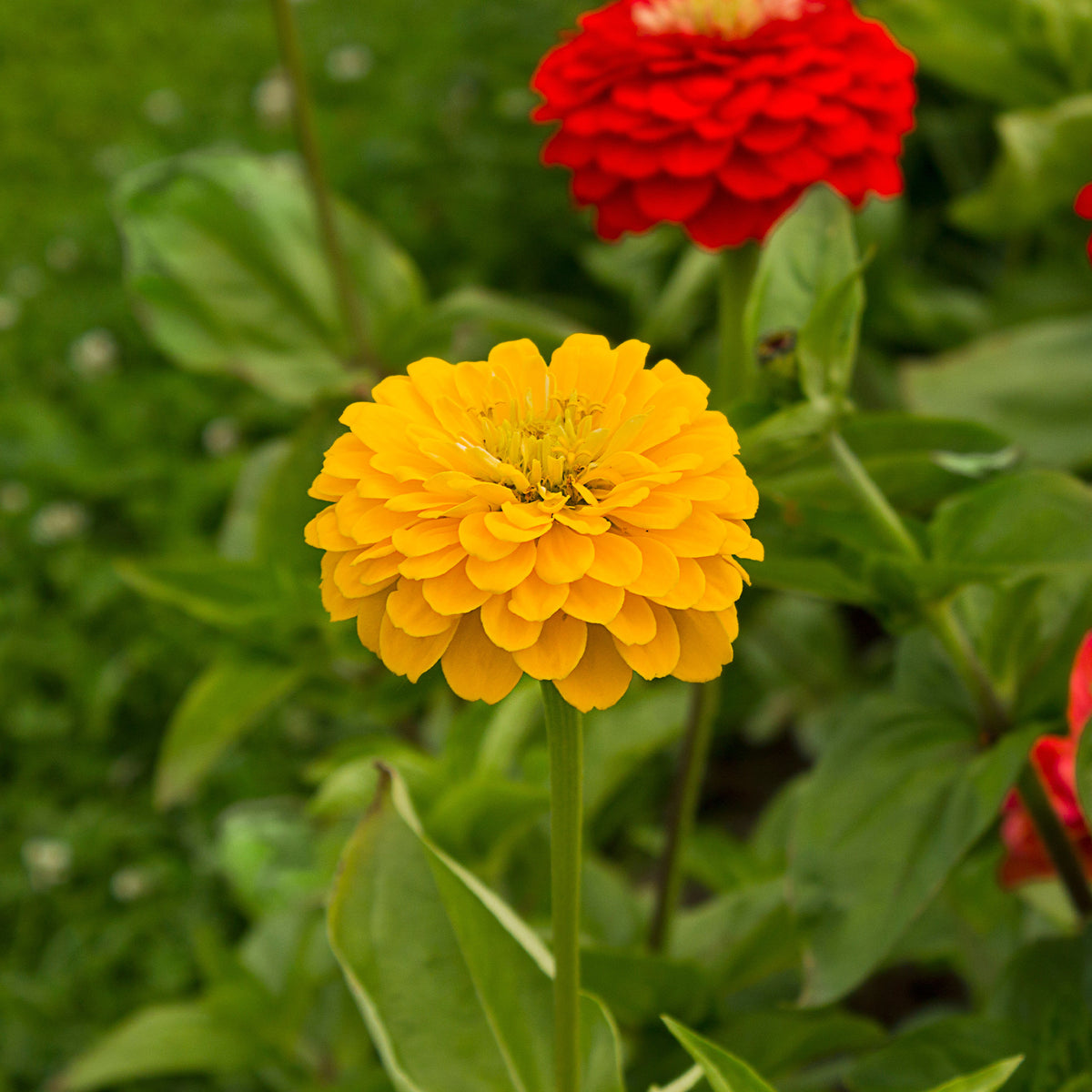 Zinnia yellow - Gele Zinnia - Balkon- en terrasbloemen