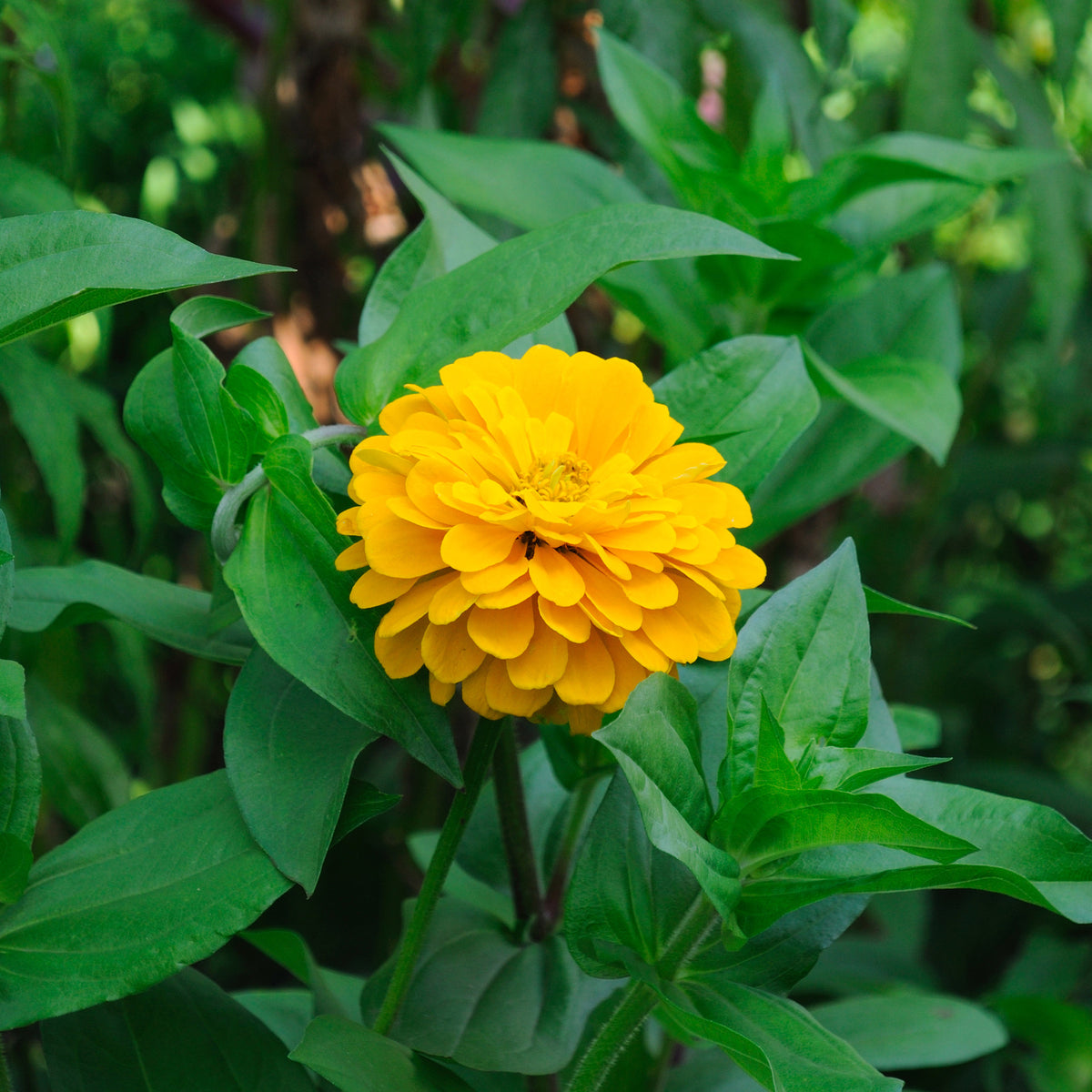 Gele Zinnia - Zinnia yellow - Bakker