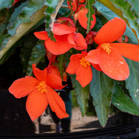 Bégonia pendula orange - Oranje hangbegonia - 
