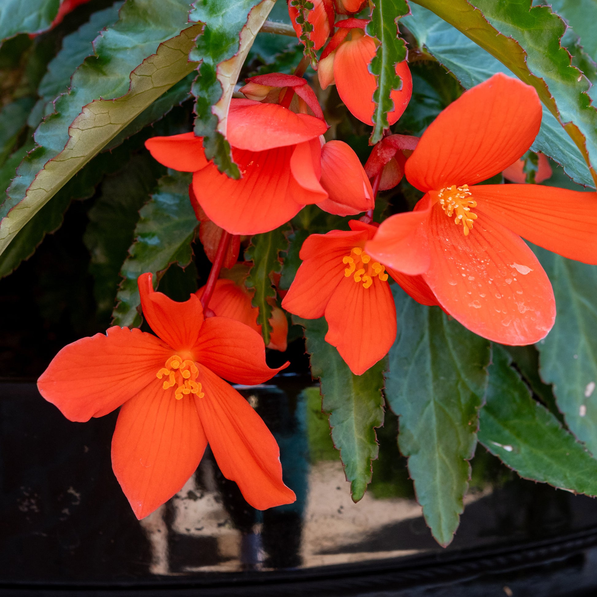 Bégonia pendula orange - Oranje hangbegonia - 