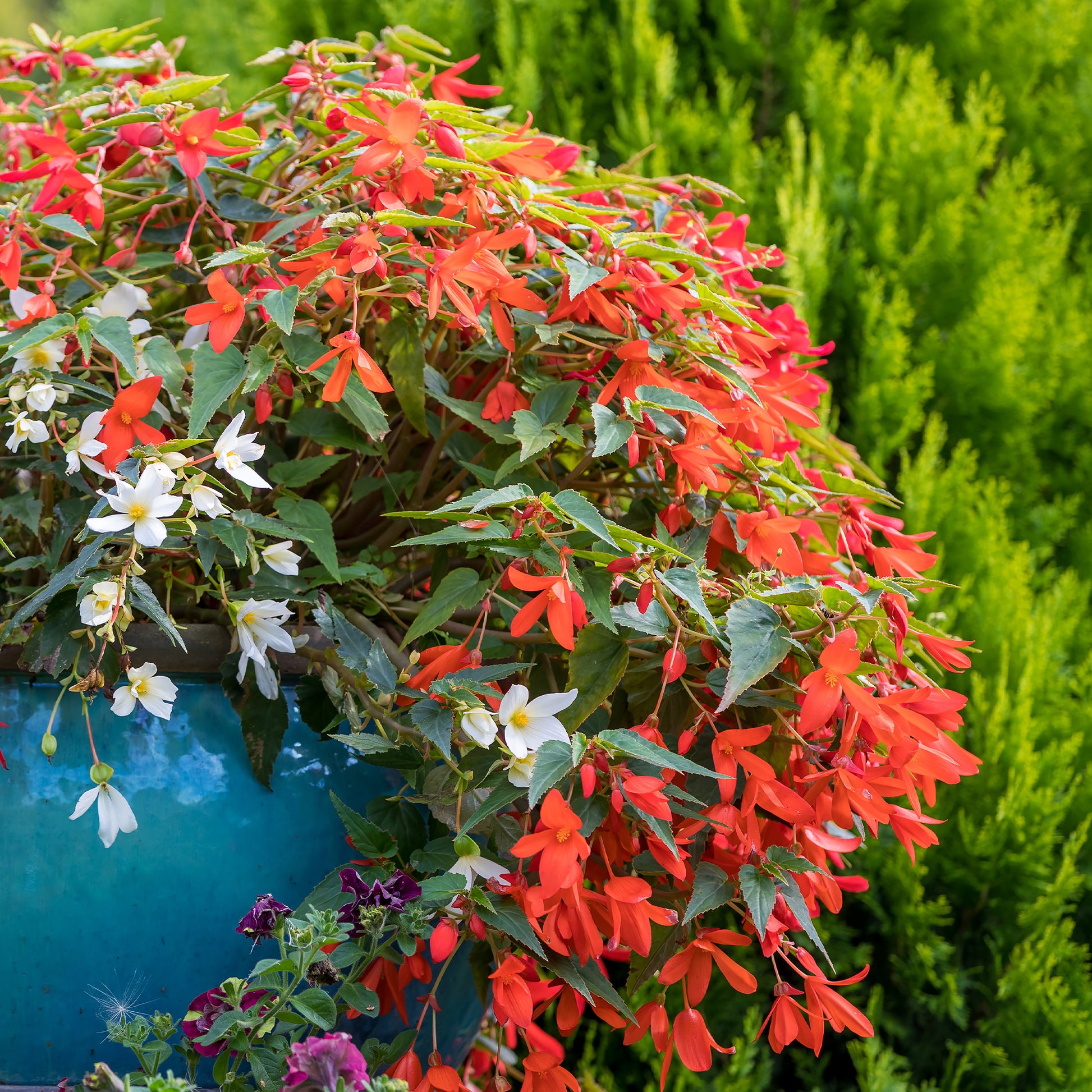 Oranje hangbegonia - Bakker