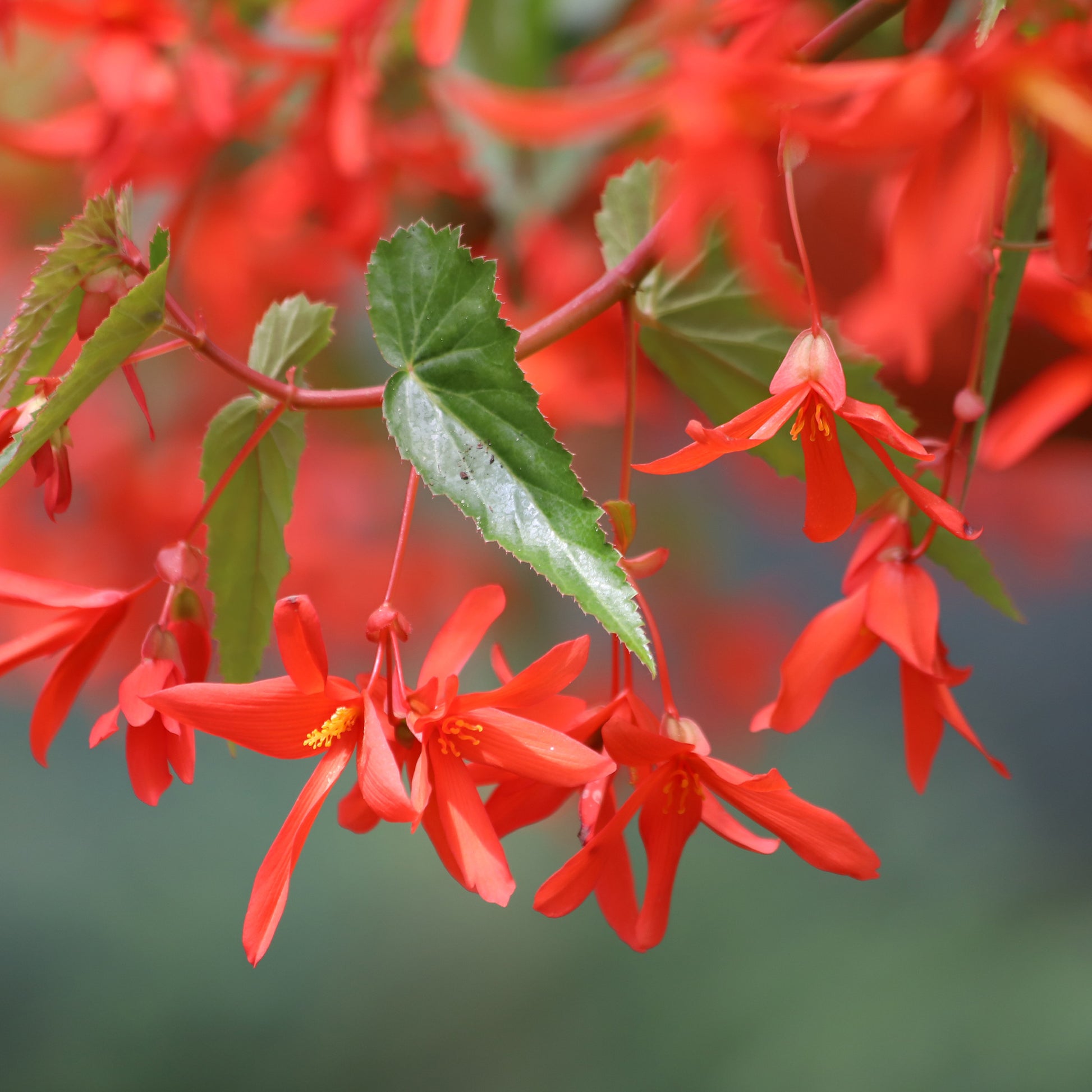 Oranje hangbegonia - Bégonia pendula orange - Bakker