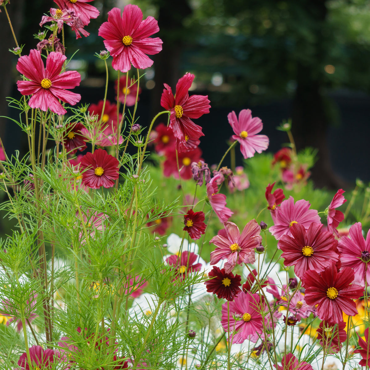 Roze Cosmos - Bakker