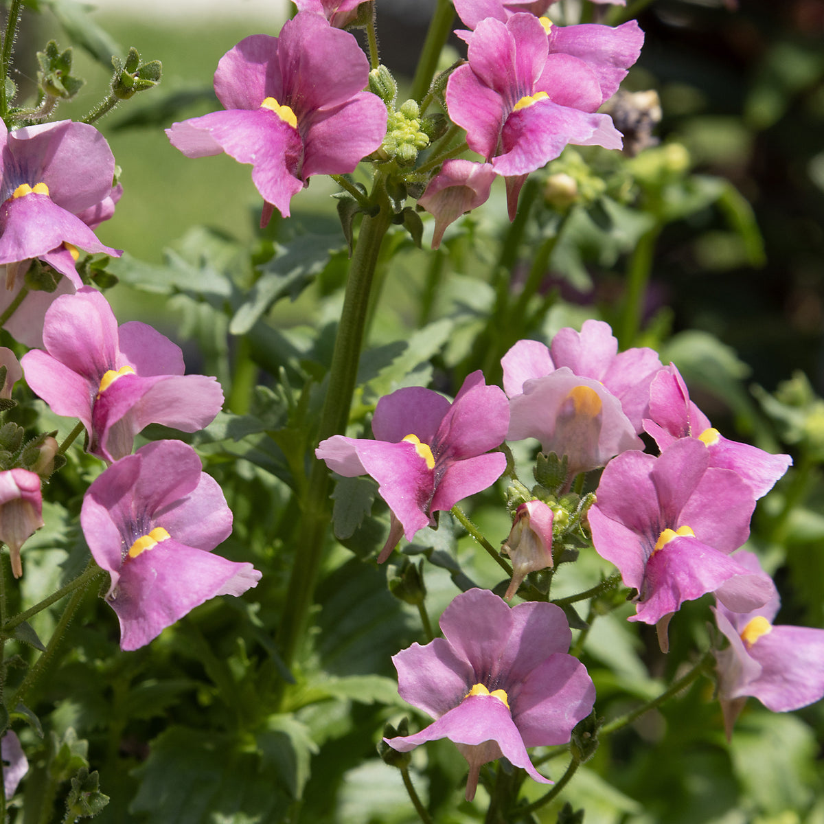 Roze Nemesia - Nemesia pink - Bakker