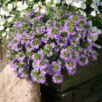 Scaevola purple - Paarse waaierbloem - Balkon- en terrasbloemen