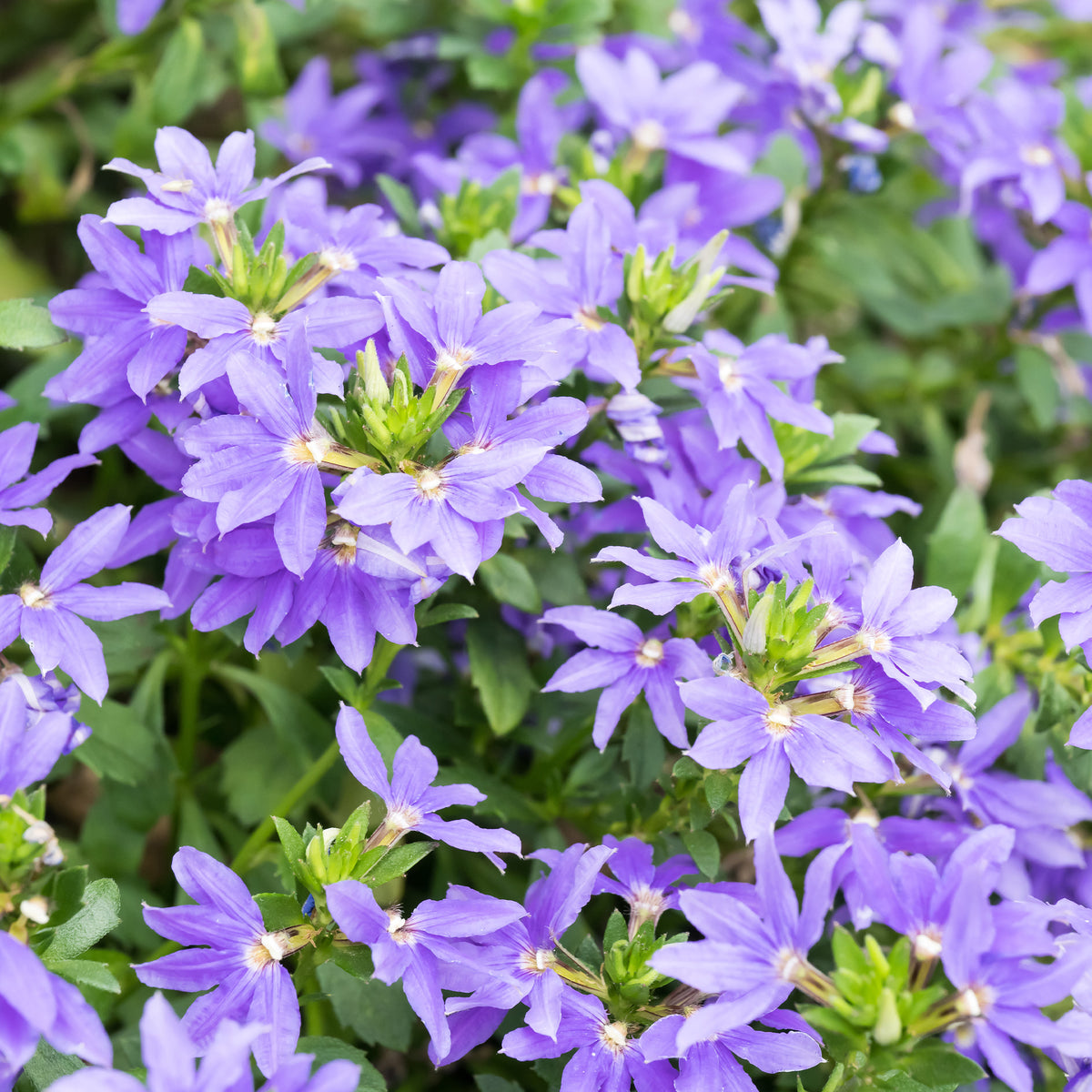 Paarse waaierbloem - Scaevola purple - Bakker