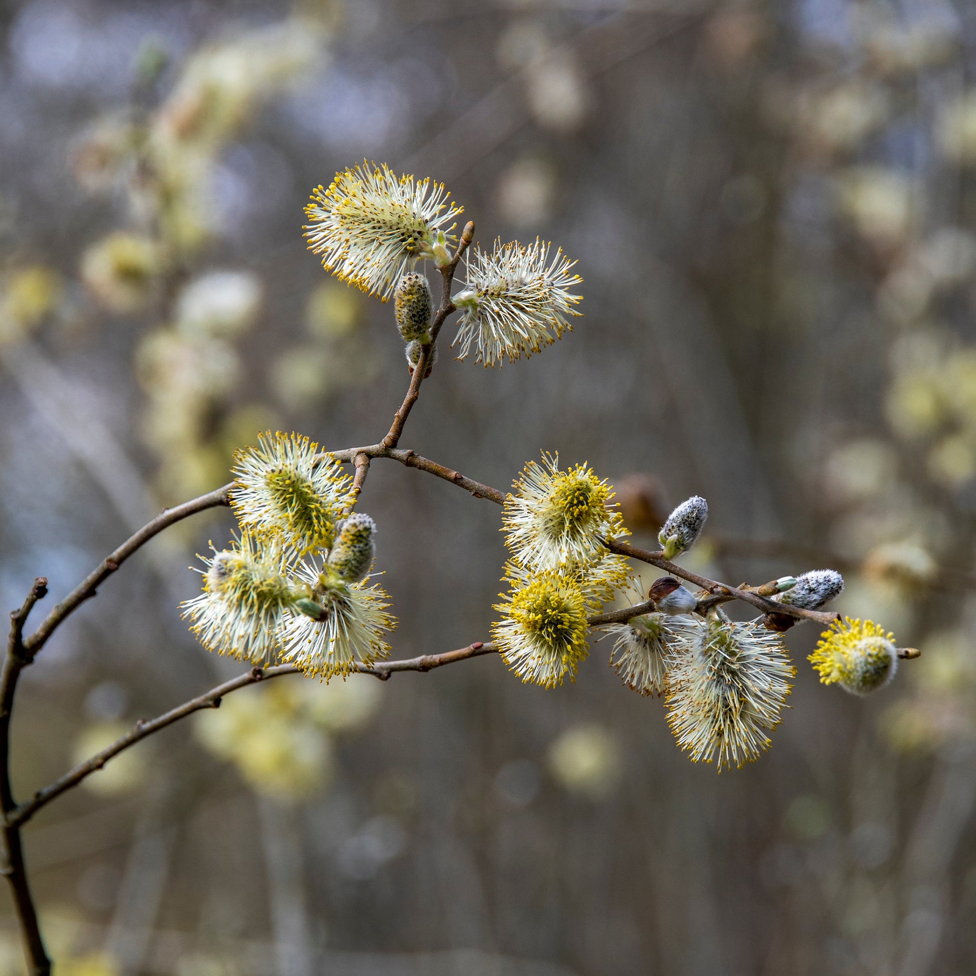 Kruipwilg op stam met gele katjes - Salix repens 'Iona' tige 40 - Bakker