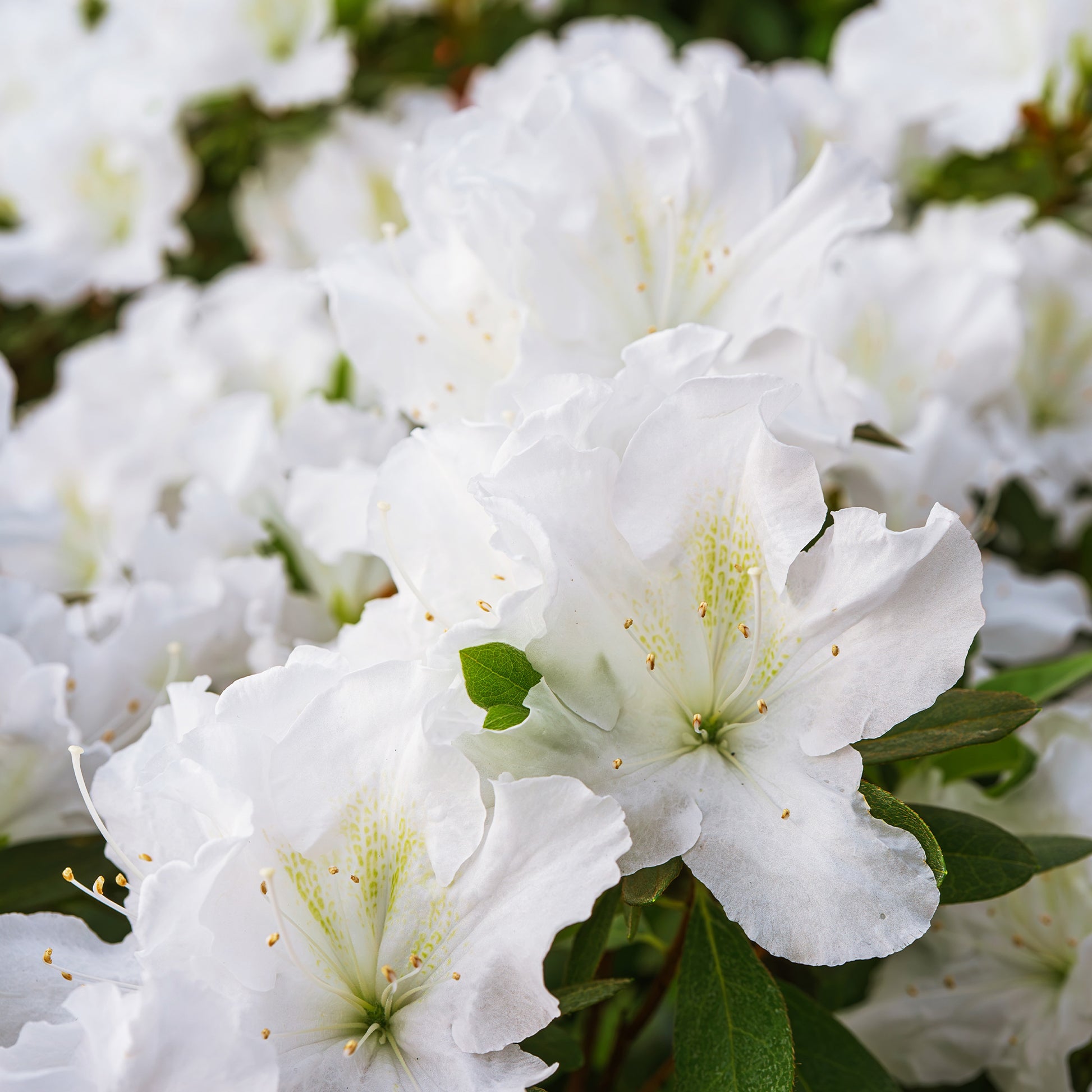 Azalea Encore White Julia - Rhododendron Encore Pure White Julia - Bakker