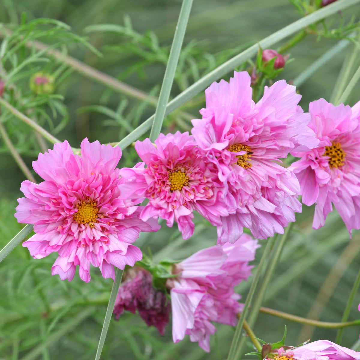Cosmos 'Double Dutch Rose' - Bakker