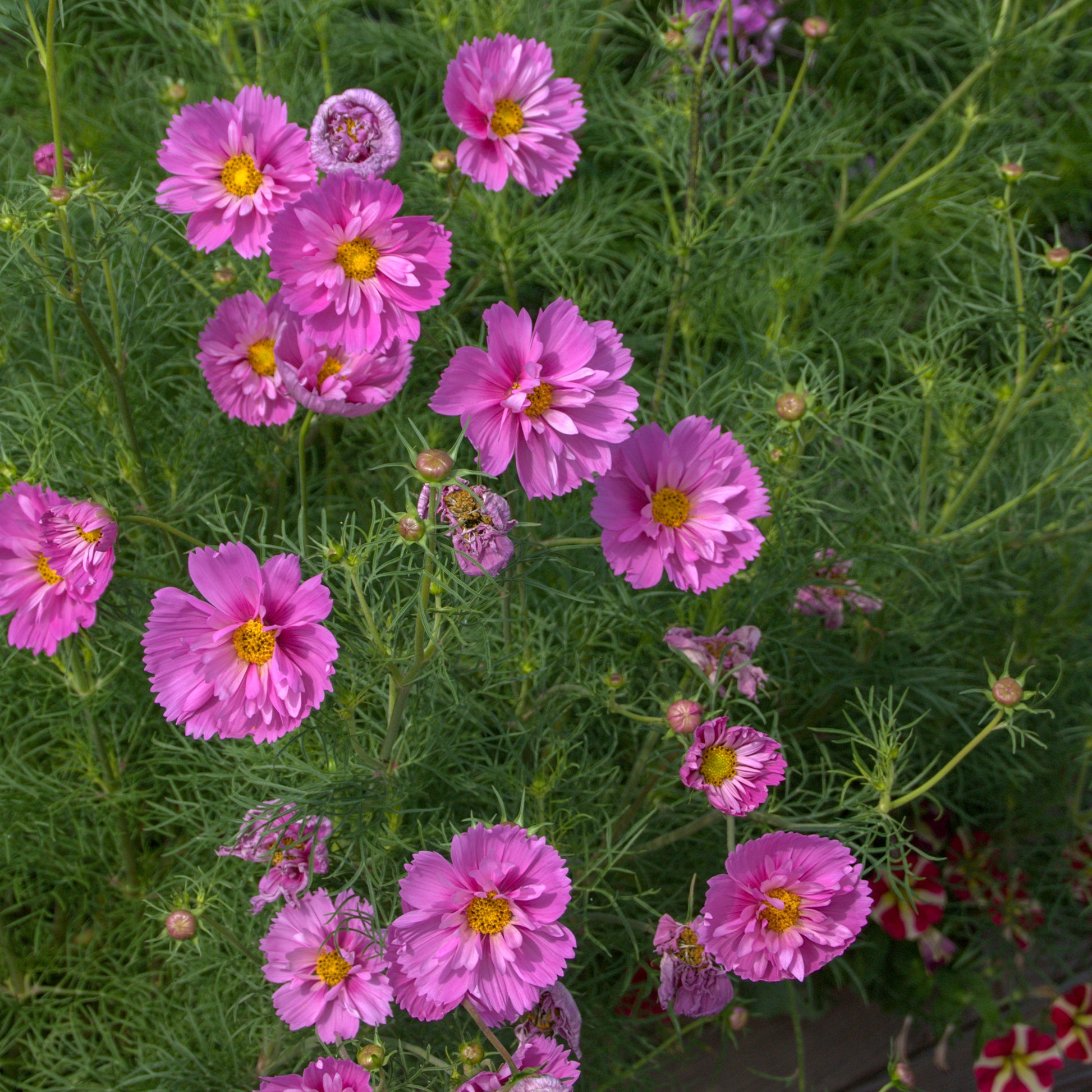 Cosmos 'Double Dutch Rose' - Cosmos bipinnatus 'Double Dutch Rose' - Bakker