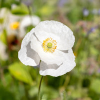 Klaproos Bridal Silk - Bakker