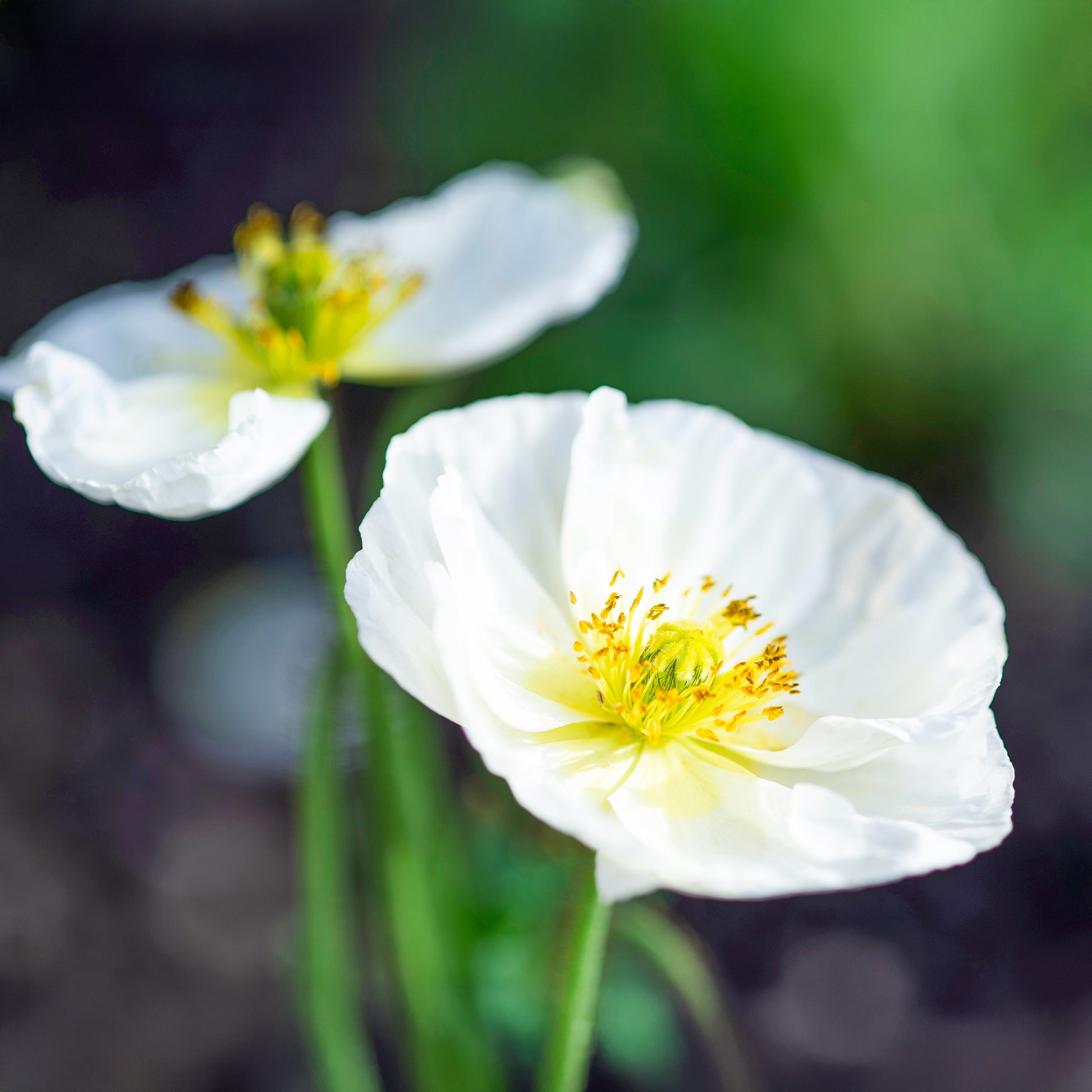 Papaver rhoeas 'Bridal Silk' - Klaproos Bridal Silk - Eenjarige bloemzaden