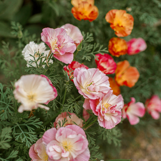 Slaapmutsje 'Thai Silk Appleblossom' - Bakker