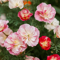 Eschscholzia californica 'Thai Silk Appleblossom Chiffon imp.' - Slaapmutsje 'Thai Silk Appleblossom' - Eenjarige bloemzaden