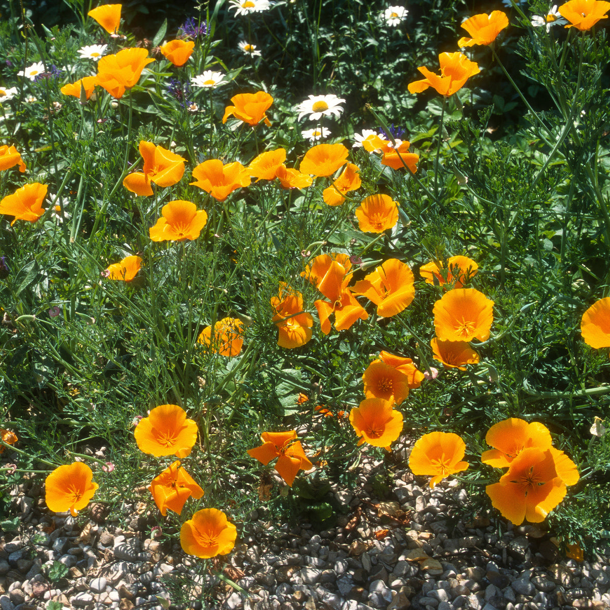 Slaapmutsje 'Aurantiaca' - Eschscholzia californica 'Aurantiaca' - Bakker