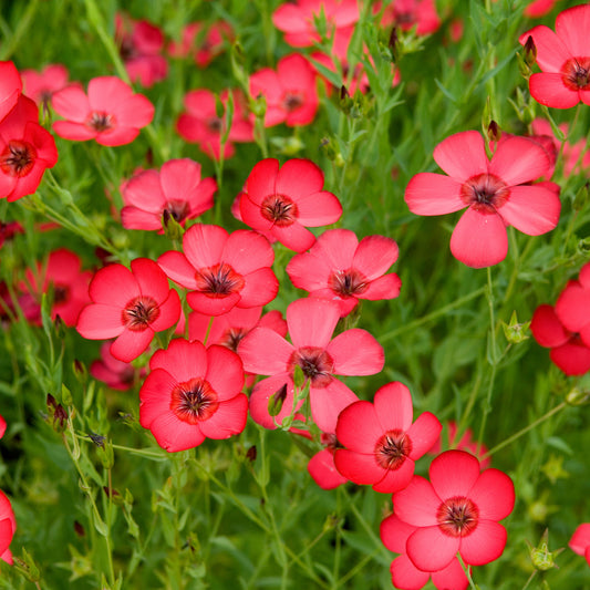 Rood Vlas 'Rubrum' - Bakker