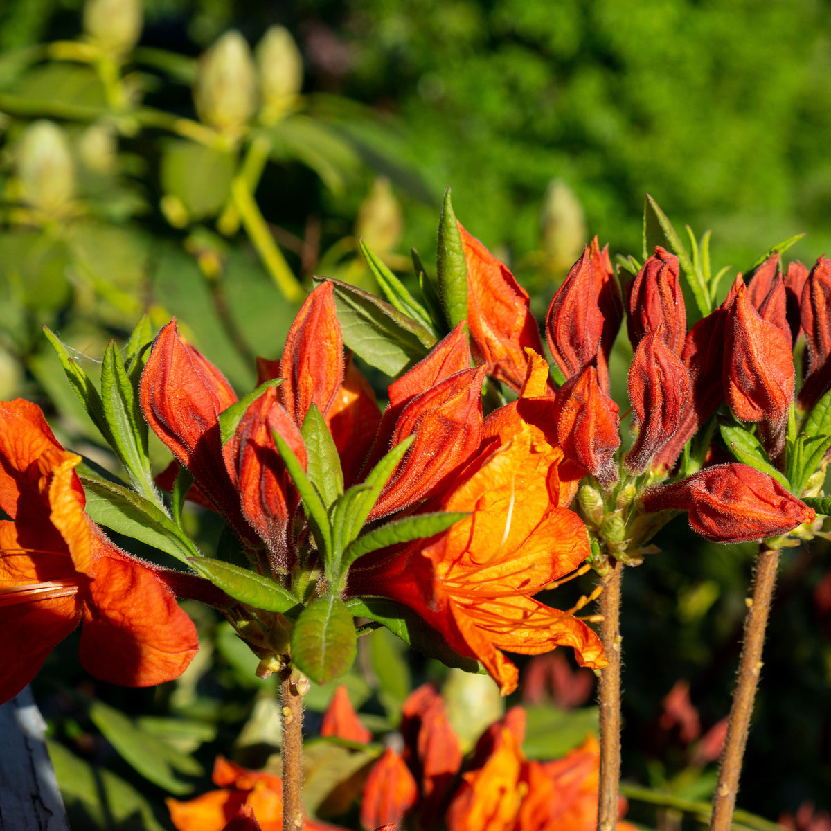 Rhododendron (Azalea) mollis Glowing Embers - Azalea mollis 'Glowing Embers' - Azalea's