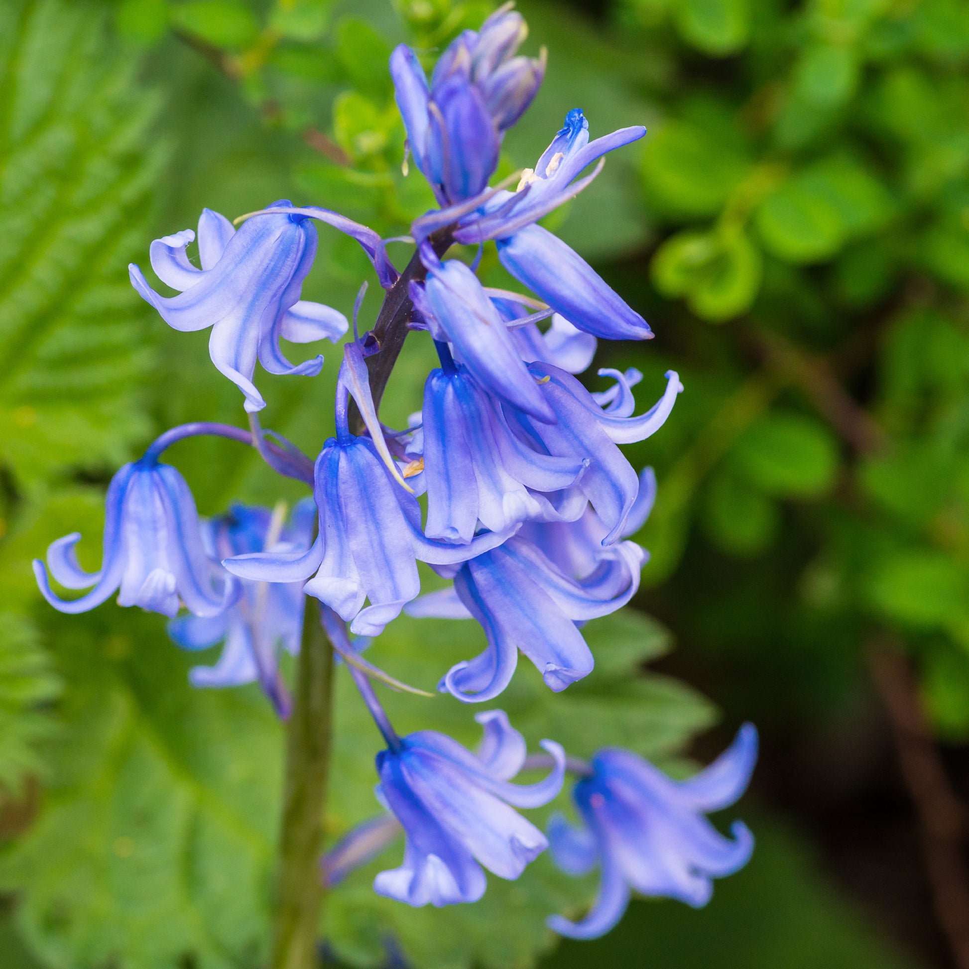 Blauwe sterhyacint - Bakker