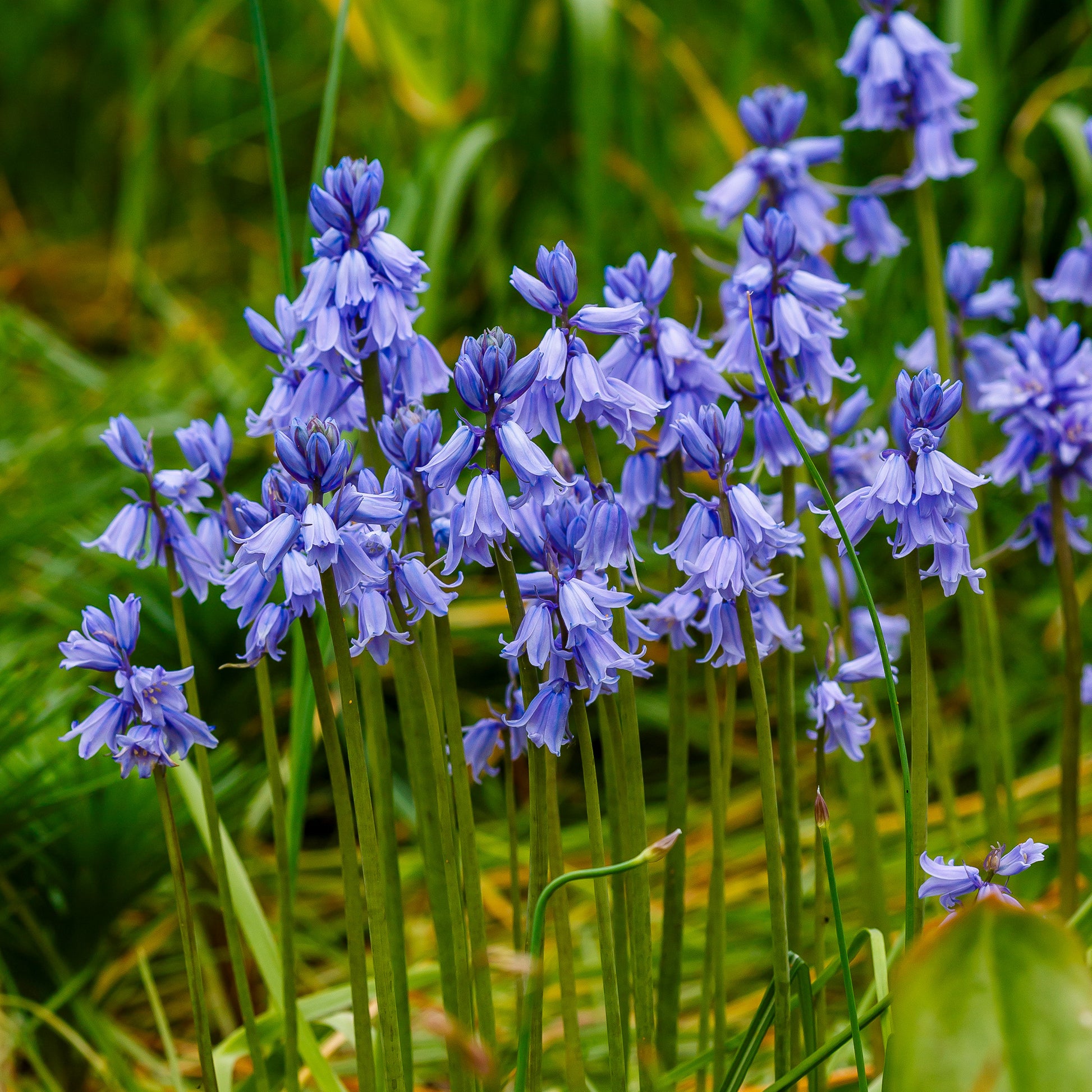 Blauwe sterhyacint - Scilla Campunulata blue - Bakker