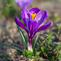 Grootbloemige krokus 'Flower Record' (x15) - Crocus vernus flower record - Bakker