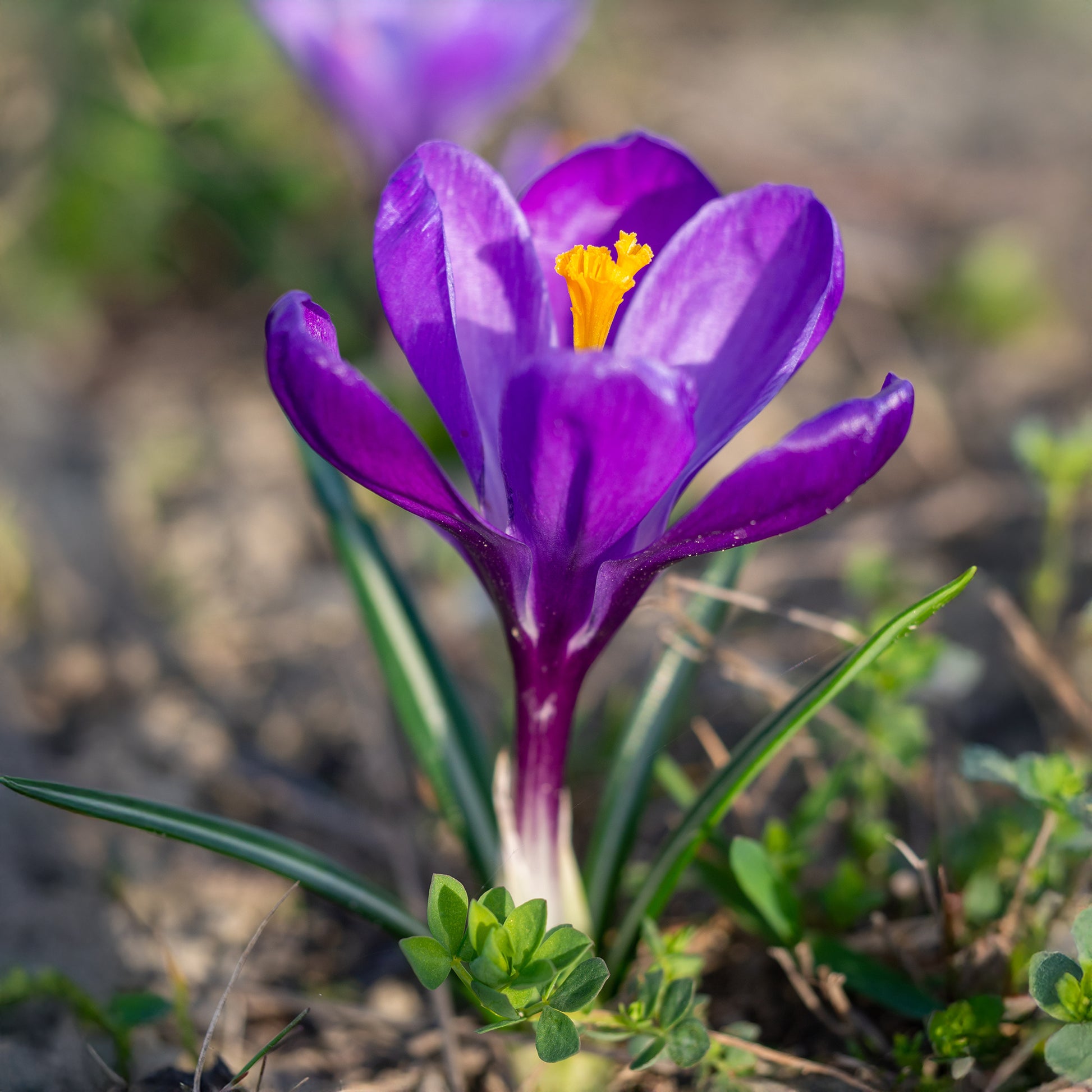 Grootbloemige krokus 'Flower Record' (x15) - Crocus vernus flower record - Bakker