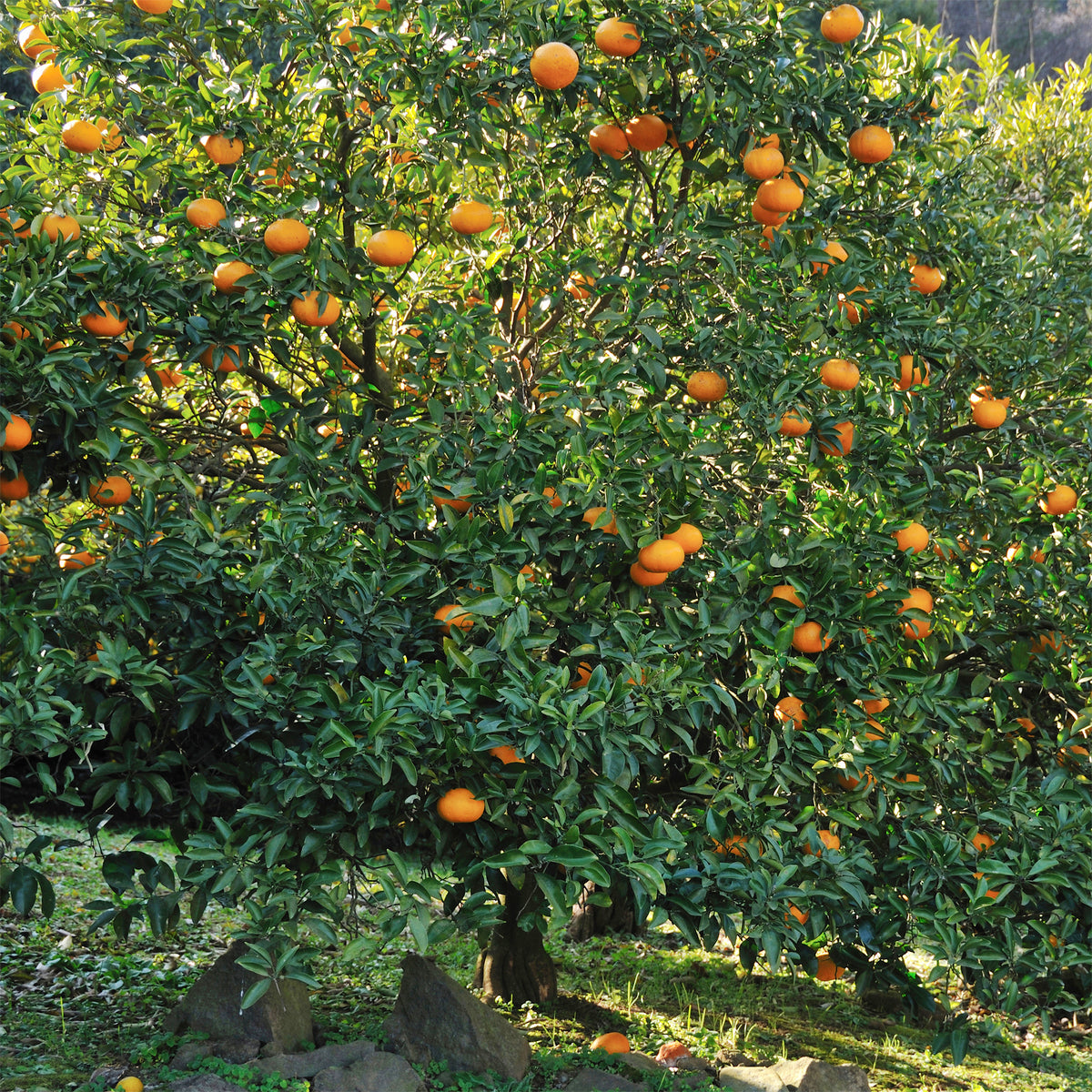 Citrusvruchten - Mandarijnboom - Citrus reticulata