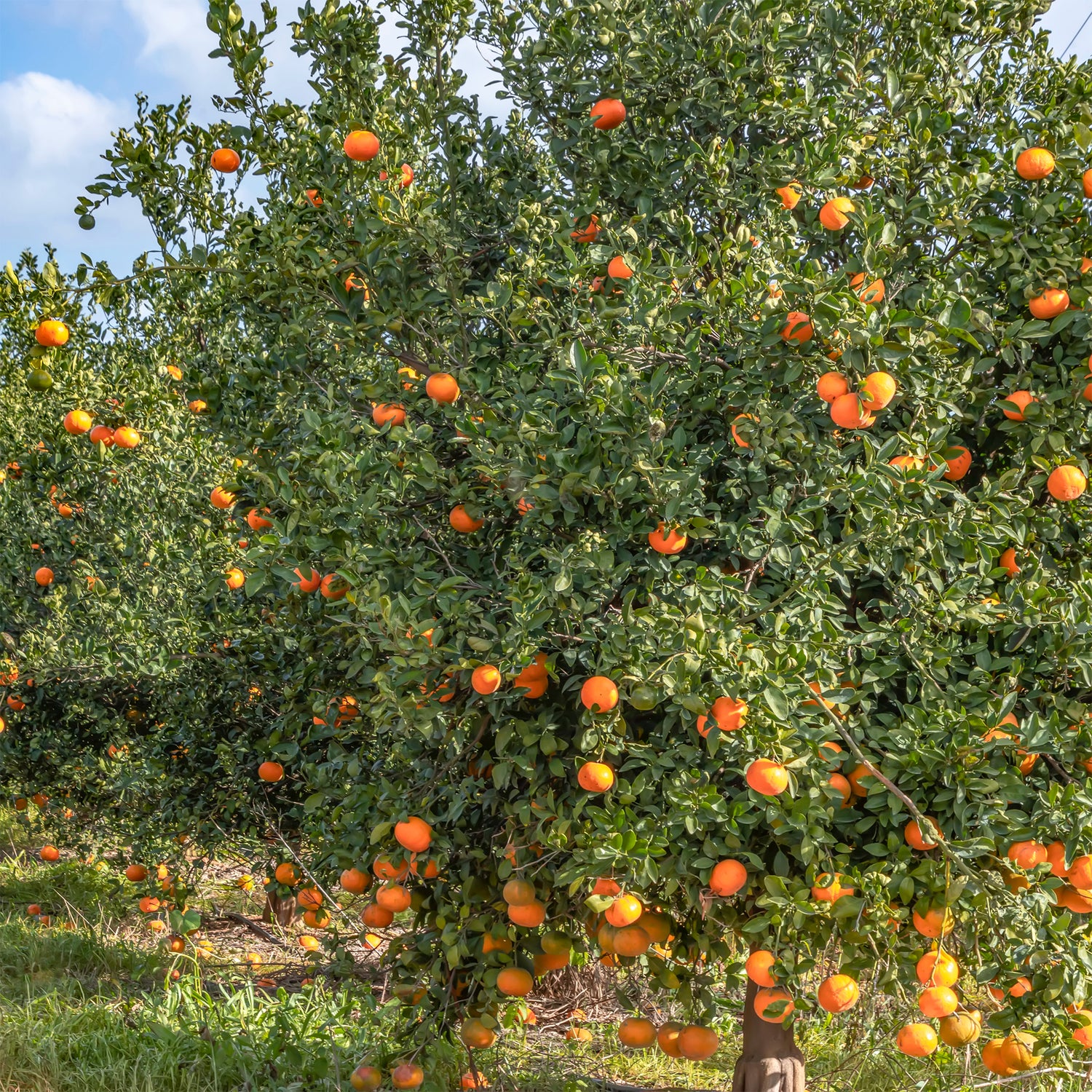 Citrus reticulata - Mandarijn