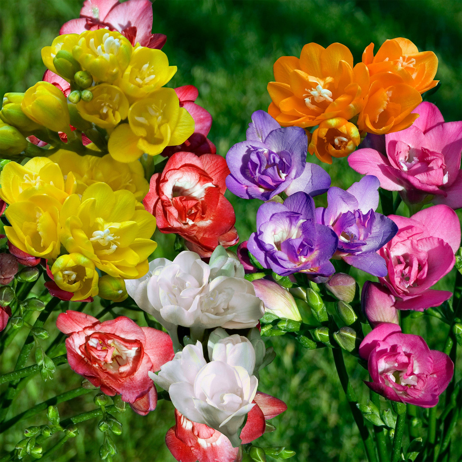 Verkoop Dubbelbloemige Freesia Mix (x25) - Freesia
