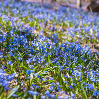 Oosterse sterhyacint - Scilla siberica - Bakker