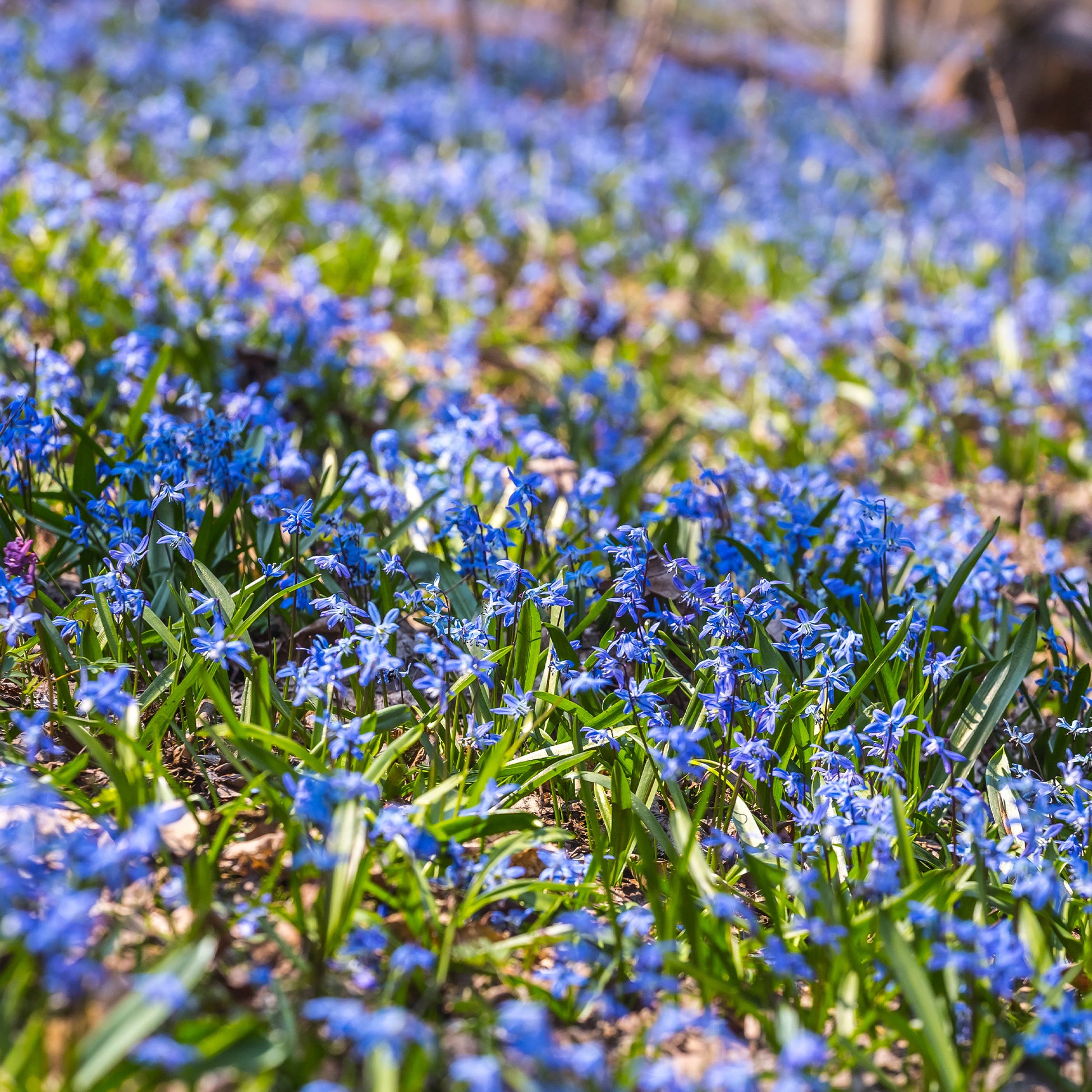Oosterse sterhyacint - Scilla siberica - Bakker