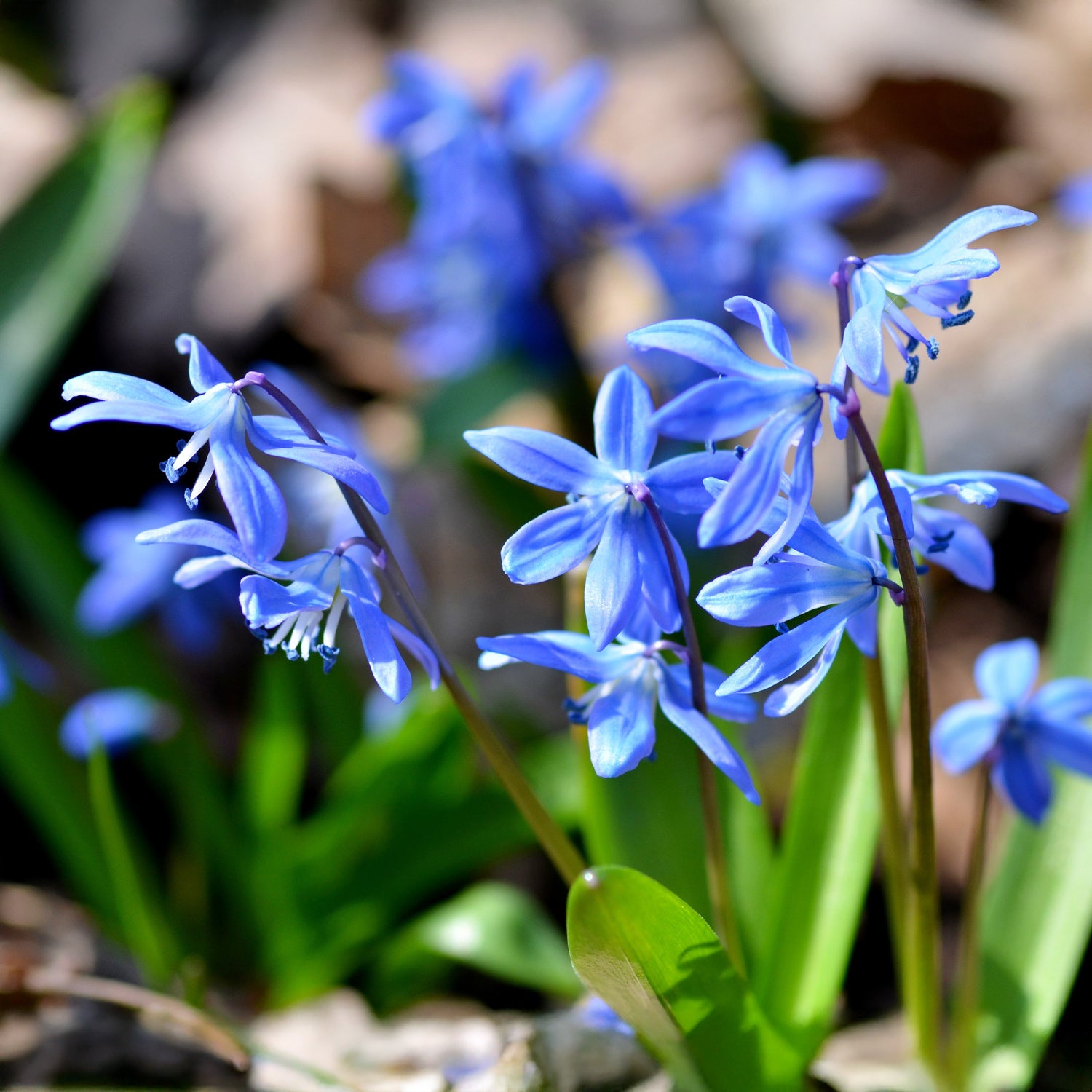 Bloembollen: onze favorieten voor een zacht prijsje!