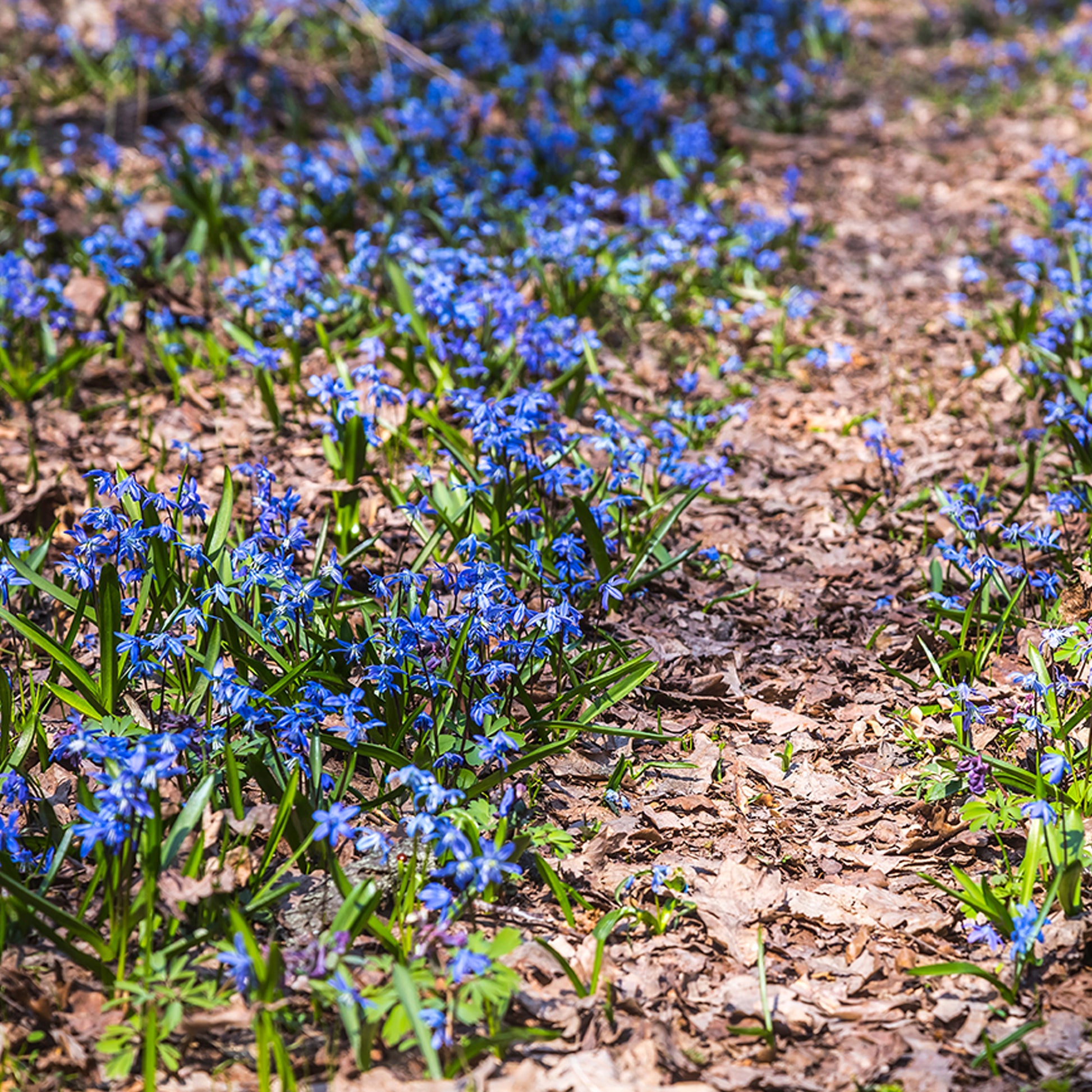 Scilla siberica - Oosterse sterhyacint - Voorjaarsbloeiers