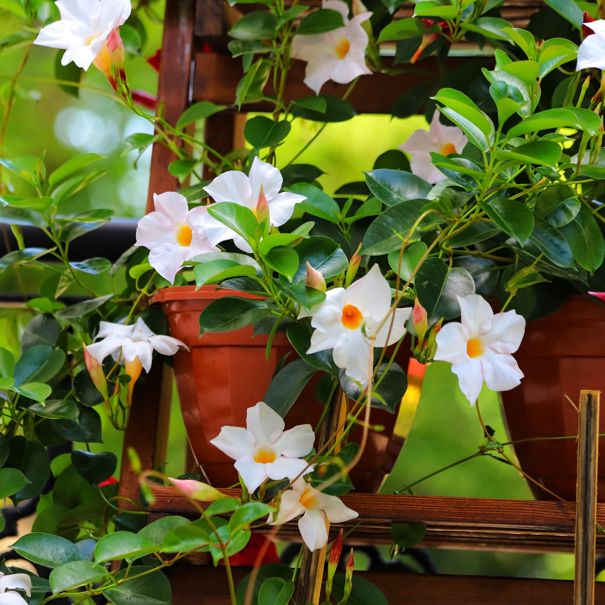 Chileense jasmijn - Dipladenia - Bakker