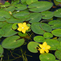 Paardenbloem Faux waterlelie - Nymphoides peltata - Bakker