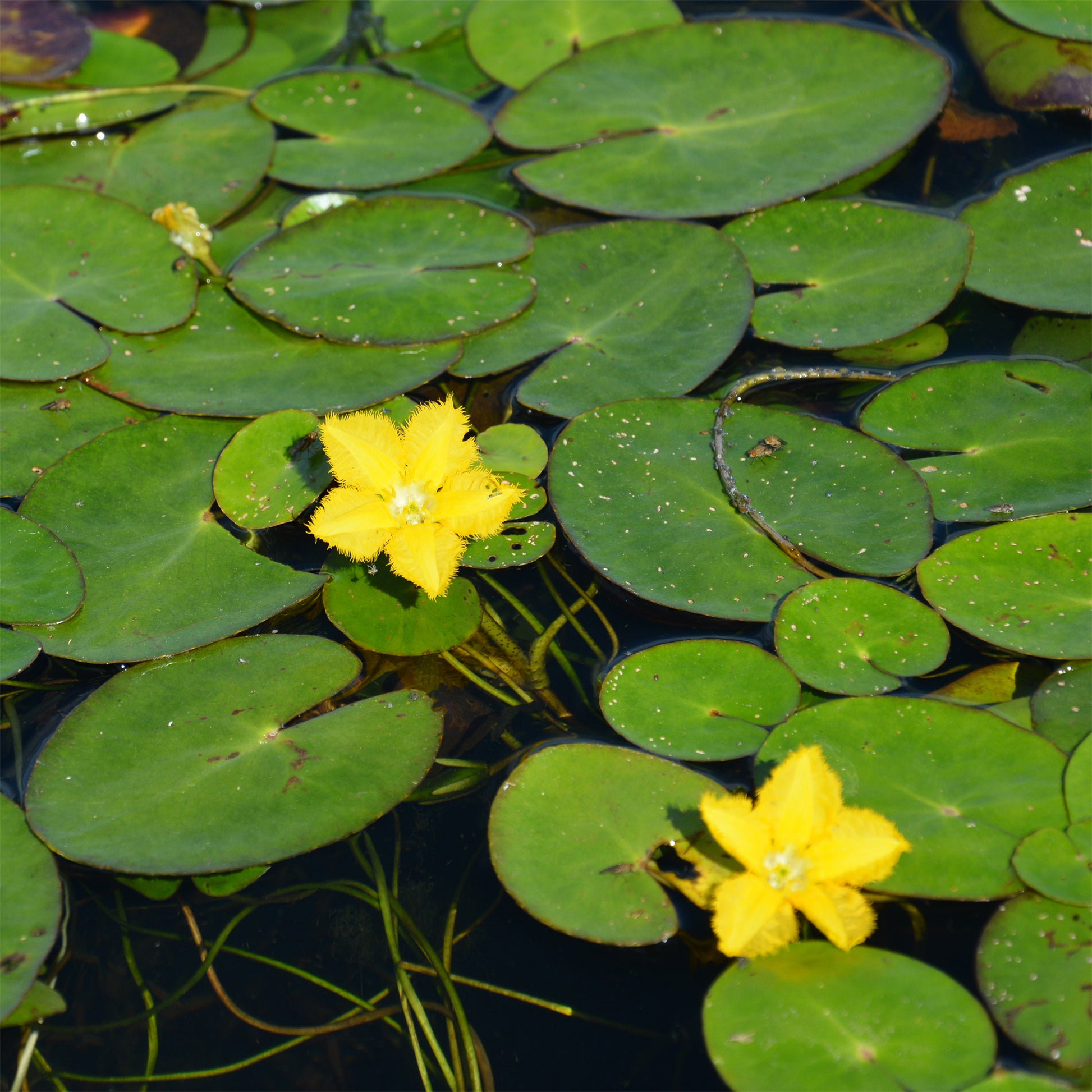 Paardenbloem Faux waterlelie - Nymphoides peltata - Bakker