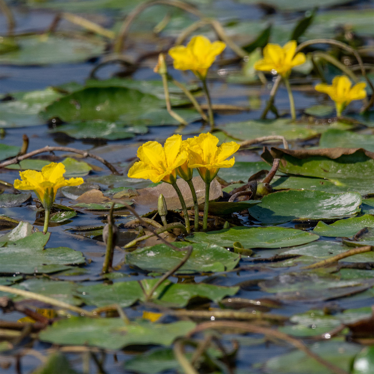 Paardenbloem Faux waterlelie - Nymphoides peltata - Bakker