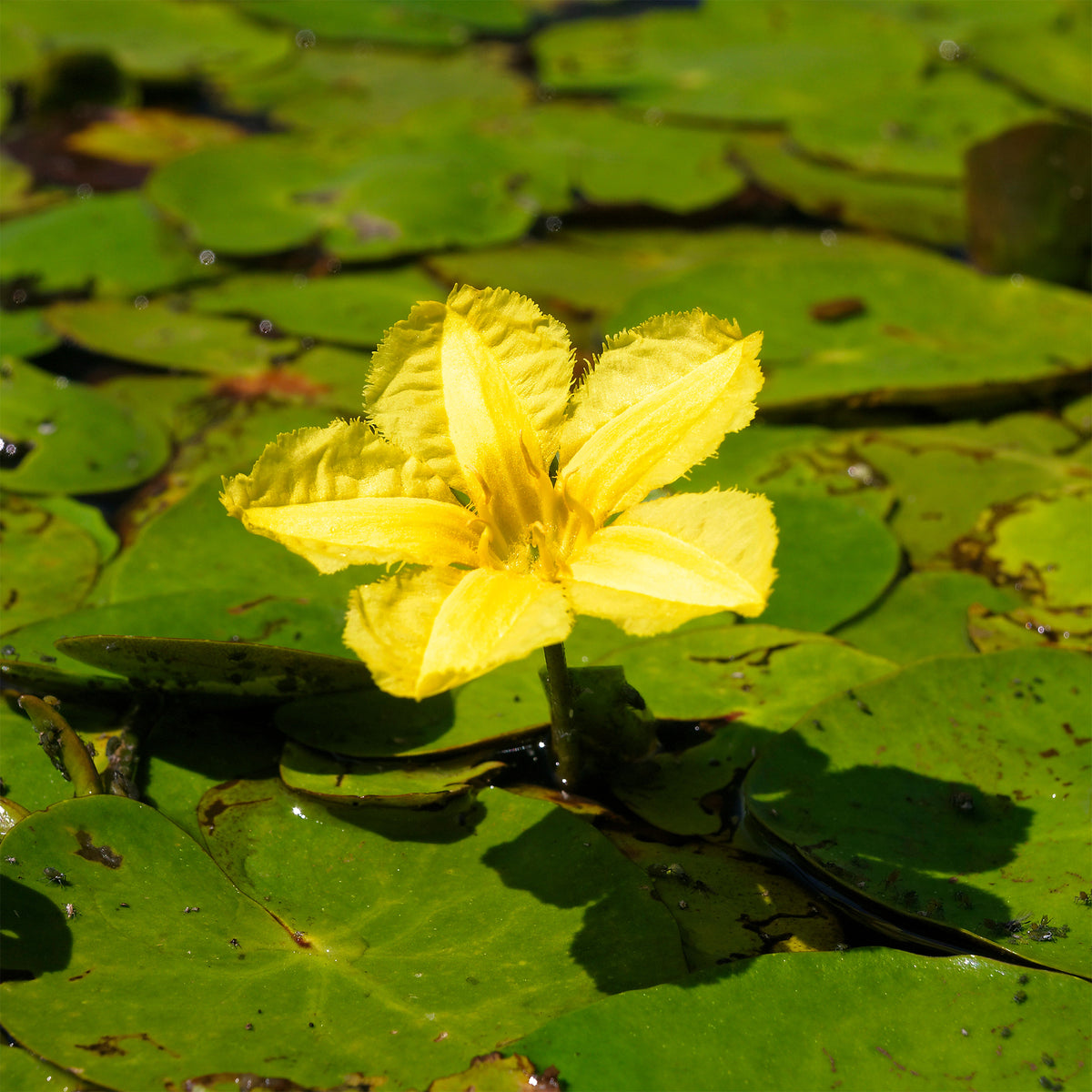 Waterlelies - Paardenbloem Faux waterlelie - Nymphoides peltata
