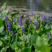 Bakker Hartbladige Pontedera - Bakker
