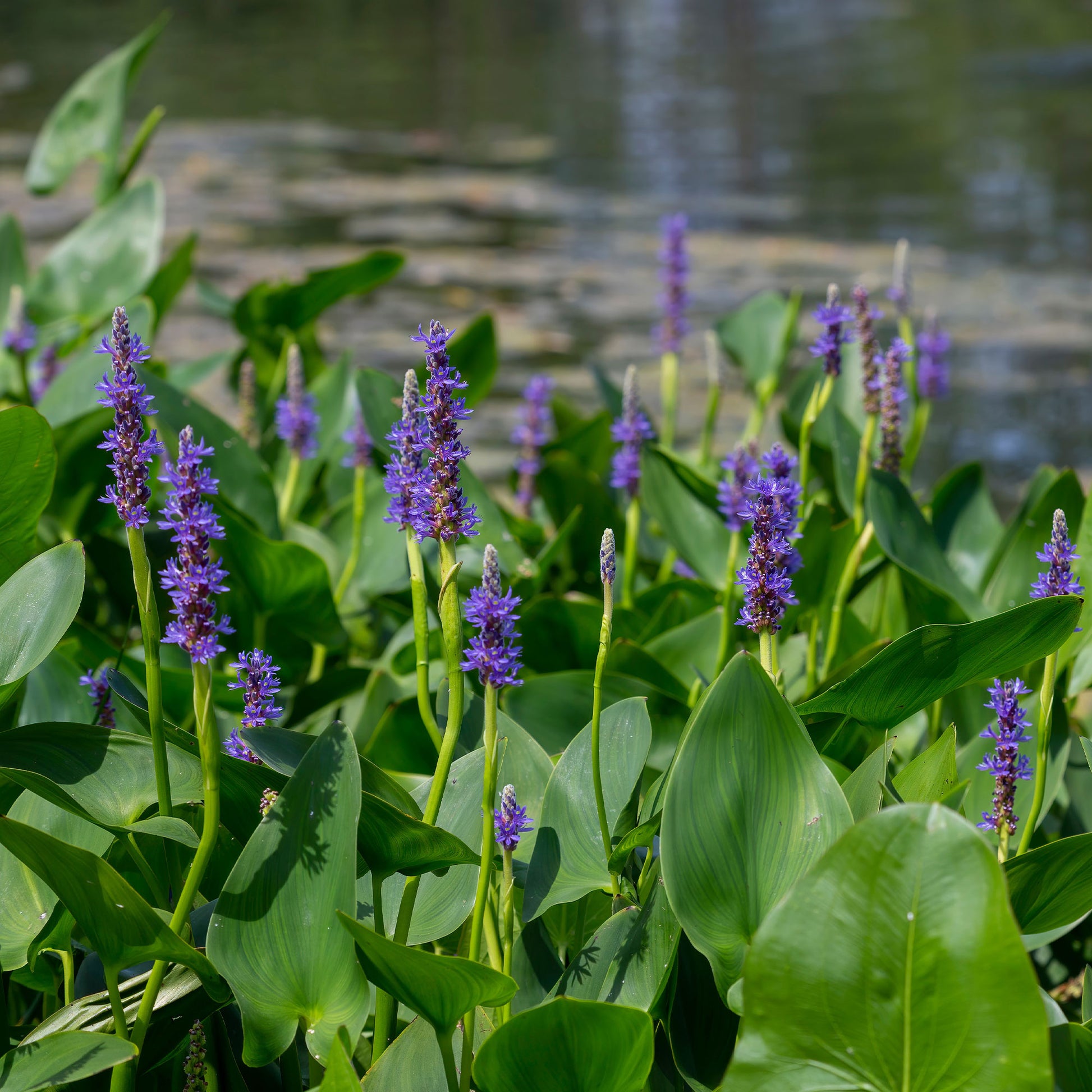Bakker Hartbladige Pontedera - Bakker