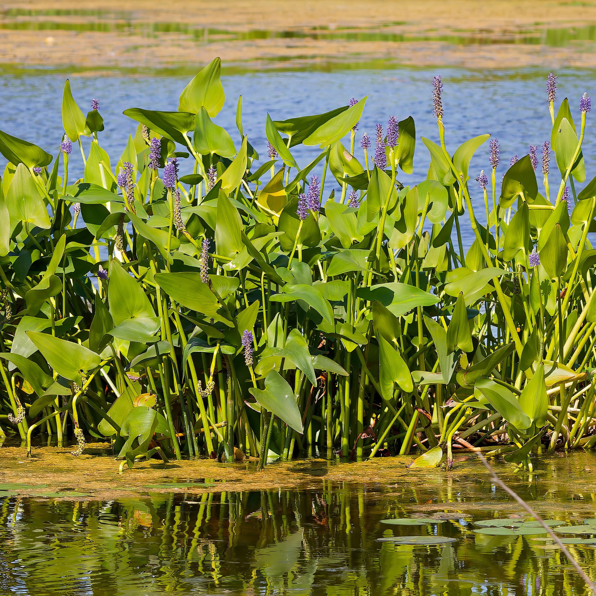 Alle vijverplanten - Bakker Hartbladige Pontedera - Pontederia cordata