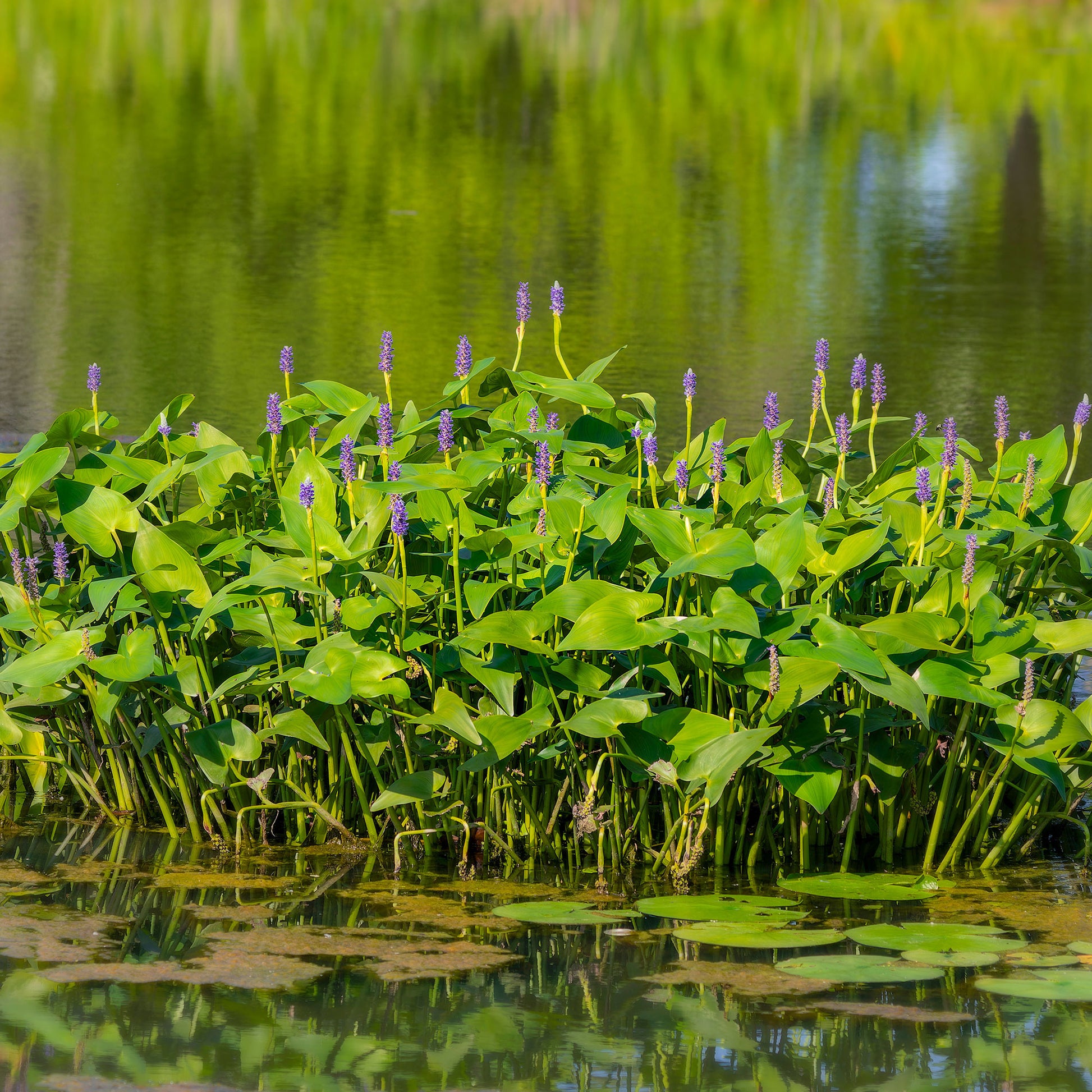 Bakker Hartbladige Pontedera - Pontederia cordata - Bakker