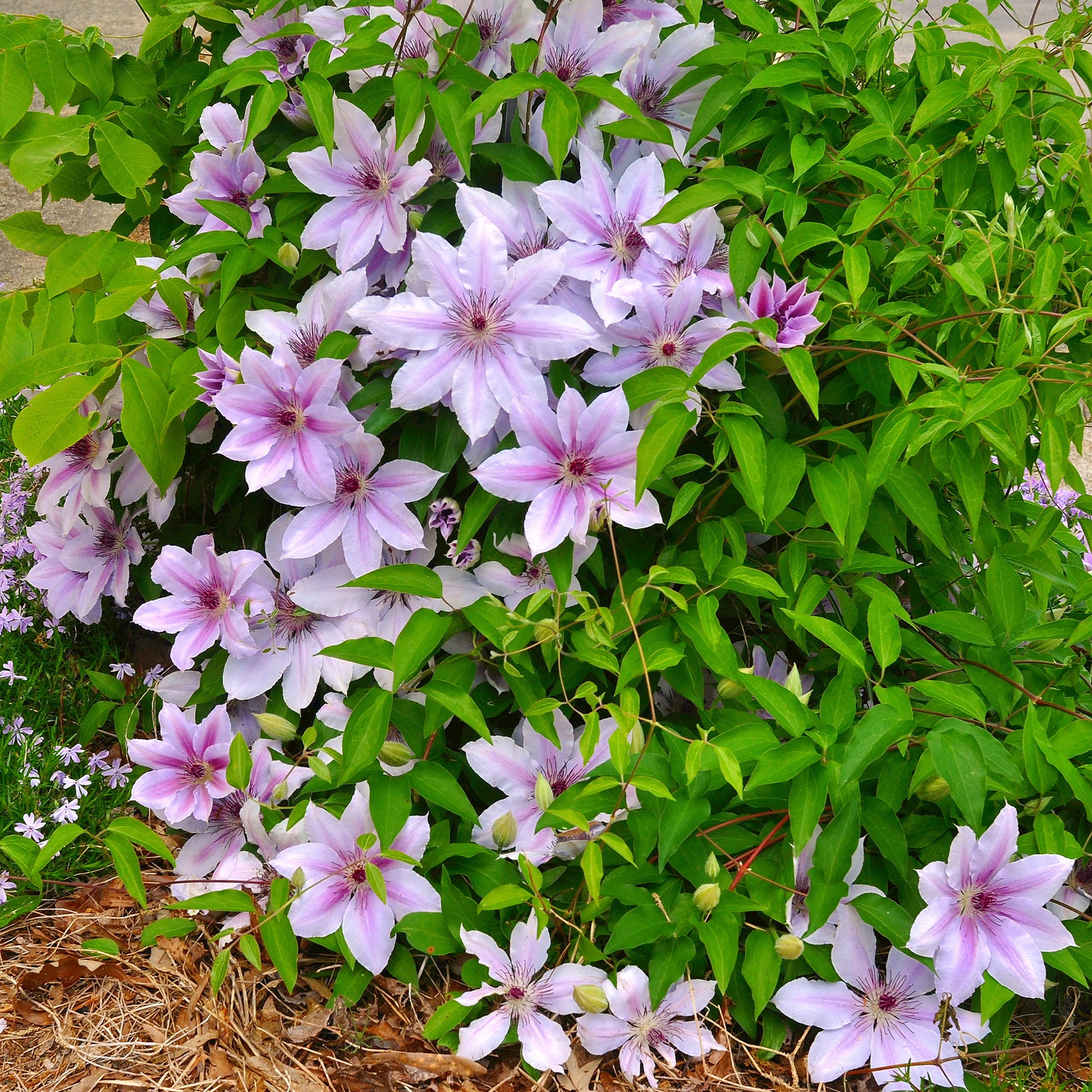Verkoop Bosrank 'Nelly Moser' - Clematis 'nelly moser'