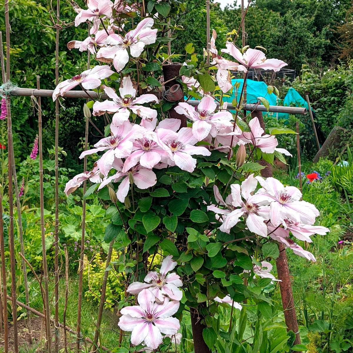 Bosrank 'Nelly Moser' - Clematis 'nelly moser' - Bakker