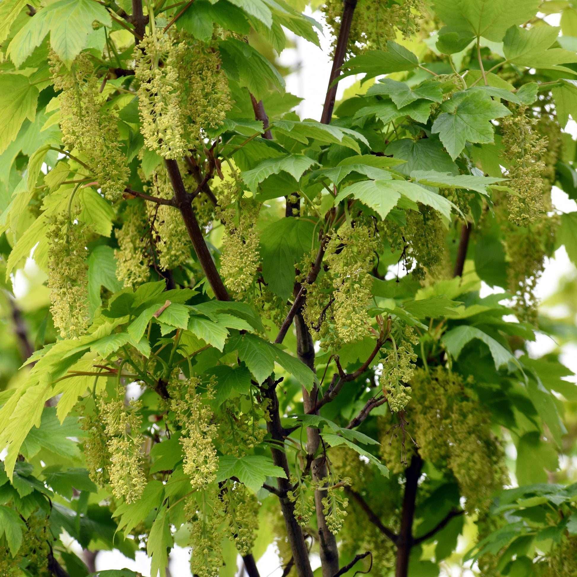 Gewone esdoorn - Acer pseudoplatanus - Bakker