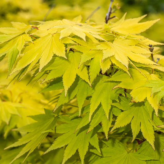 Japanse esdoorn Jordan - Bakker