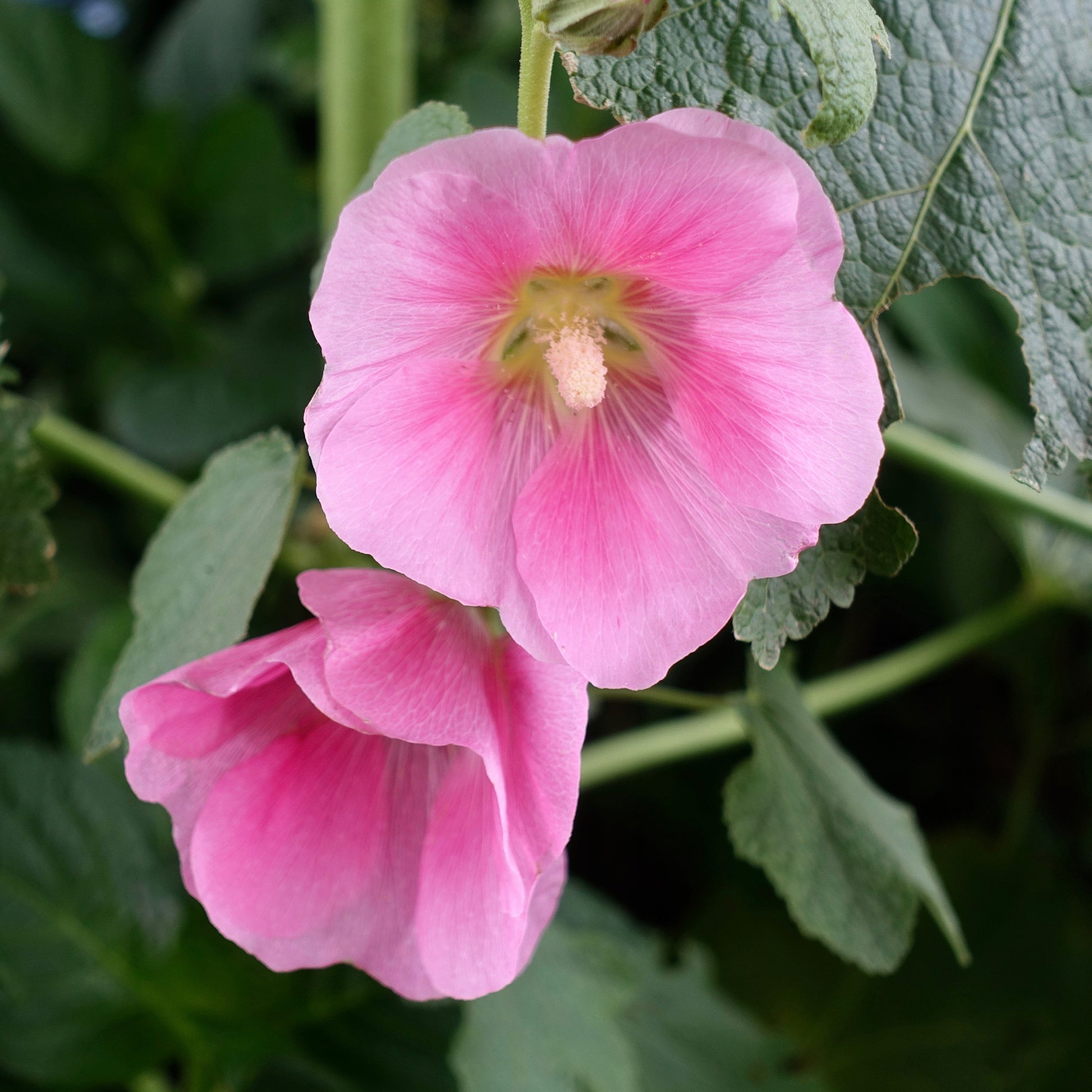 Stokroos - Alcea rosea - Bakker